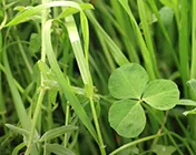 Ландсбергер Геменге