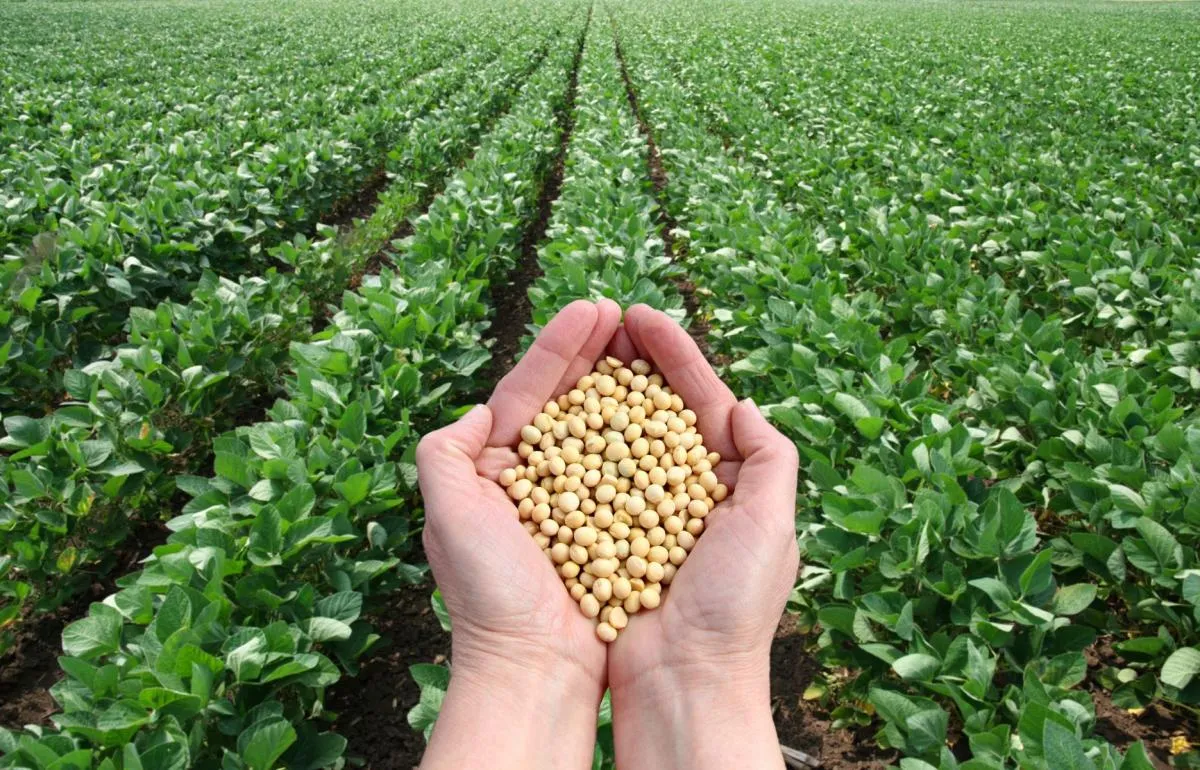 Соя Легенда агро культура качественное фото