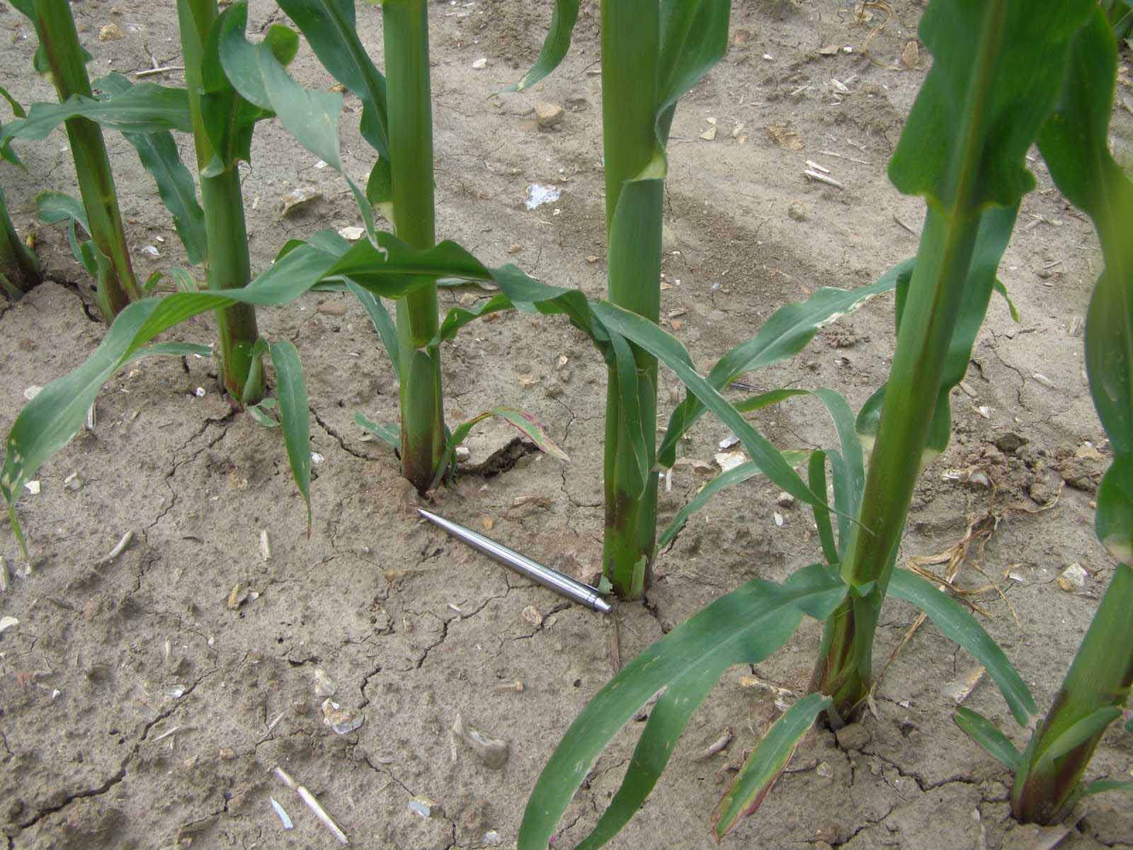 стадии кукурузы раст фото 25