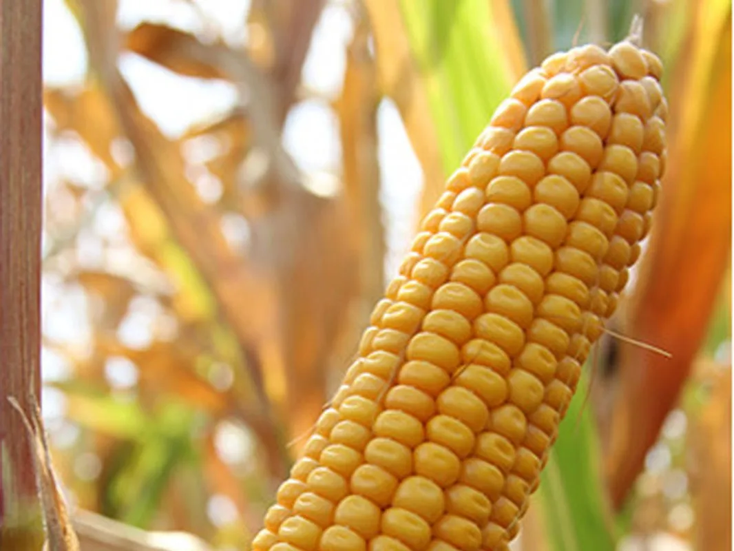 семена кукурузы п7050. кукуруза семена. кукуруза семена. кукуруза дроблёная. семена кукурузы.