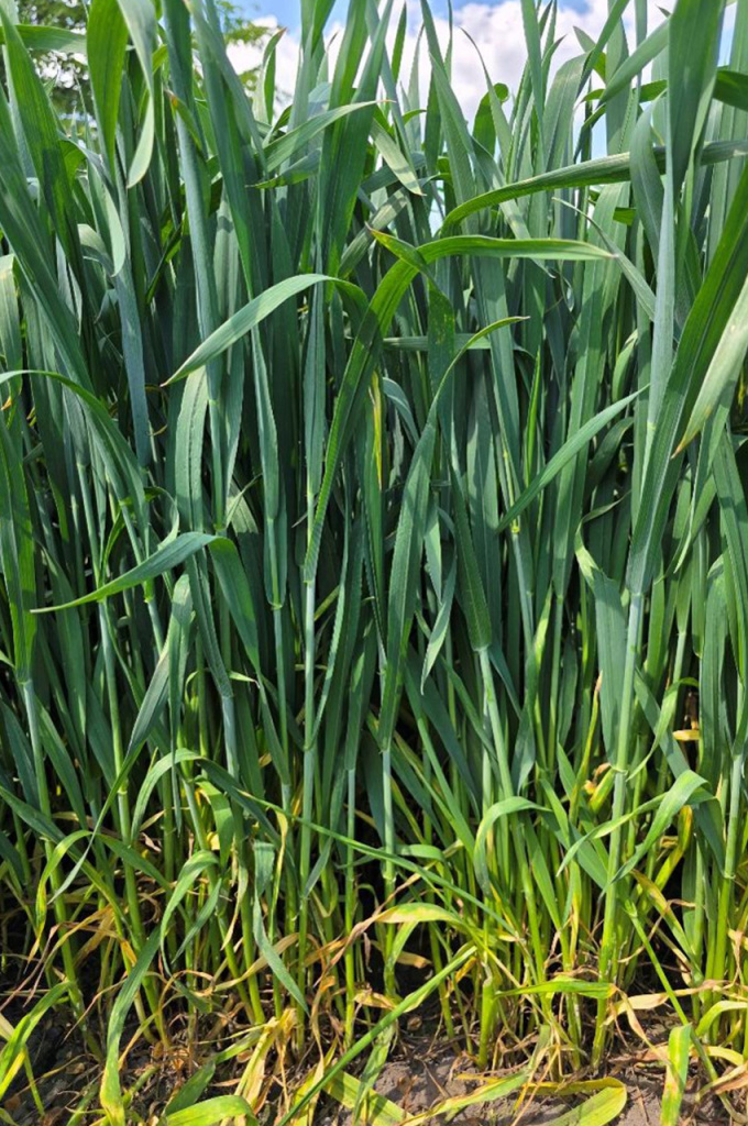 рекс плюс_2.jpg рекс плюс_2.jpg