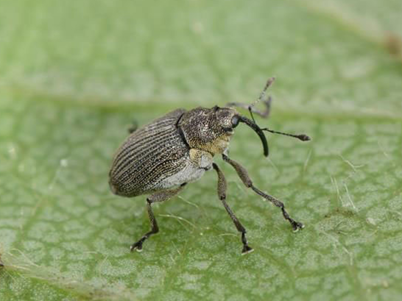 вредители3.jpg вредители3.jpg