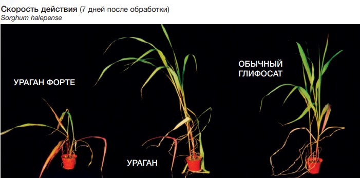 Ураган2.jpg Ураган2.jpg