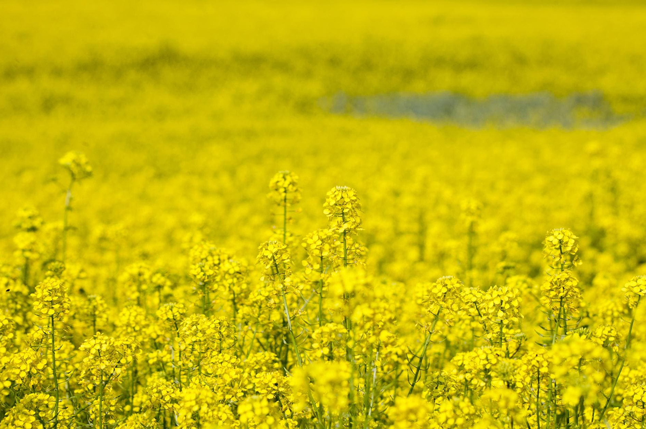 рапс1.jpg рапс1.jpg