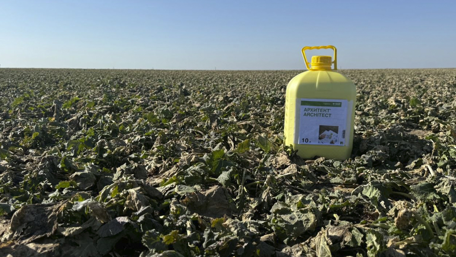 оз_рапс_3.jpg оз_рапс_3.jpg