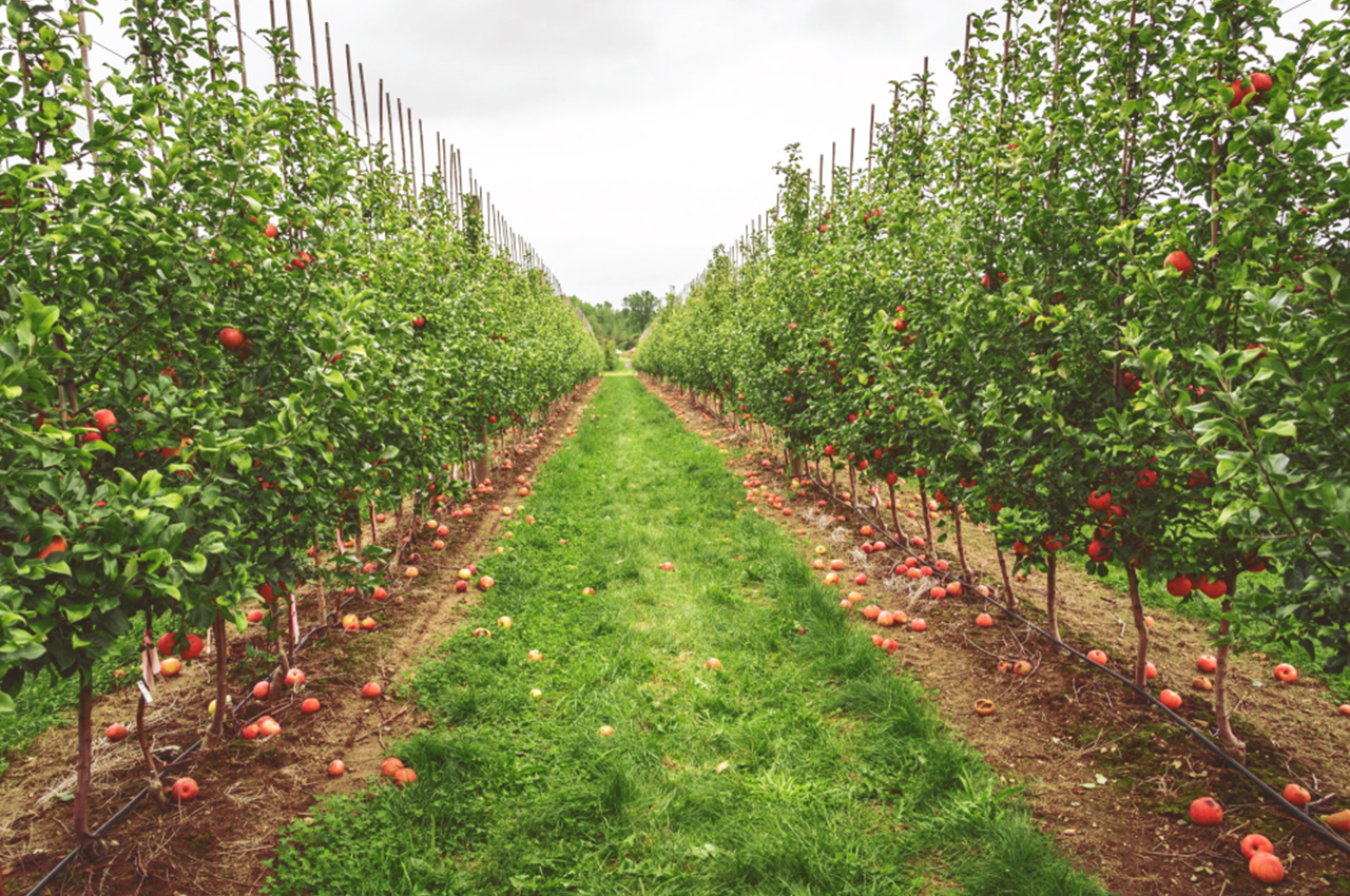 плодовые1.jpg плодовые1.jpg