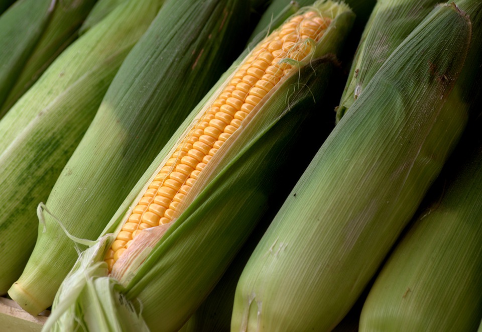 corn-5596907_960_720.jpg