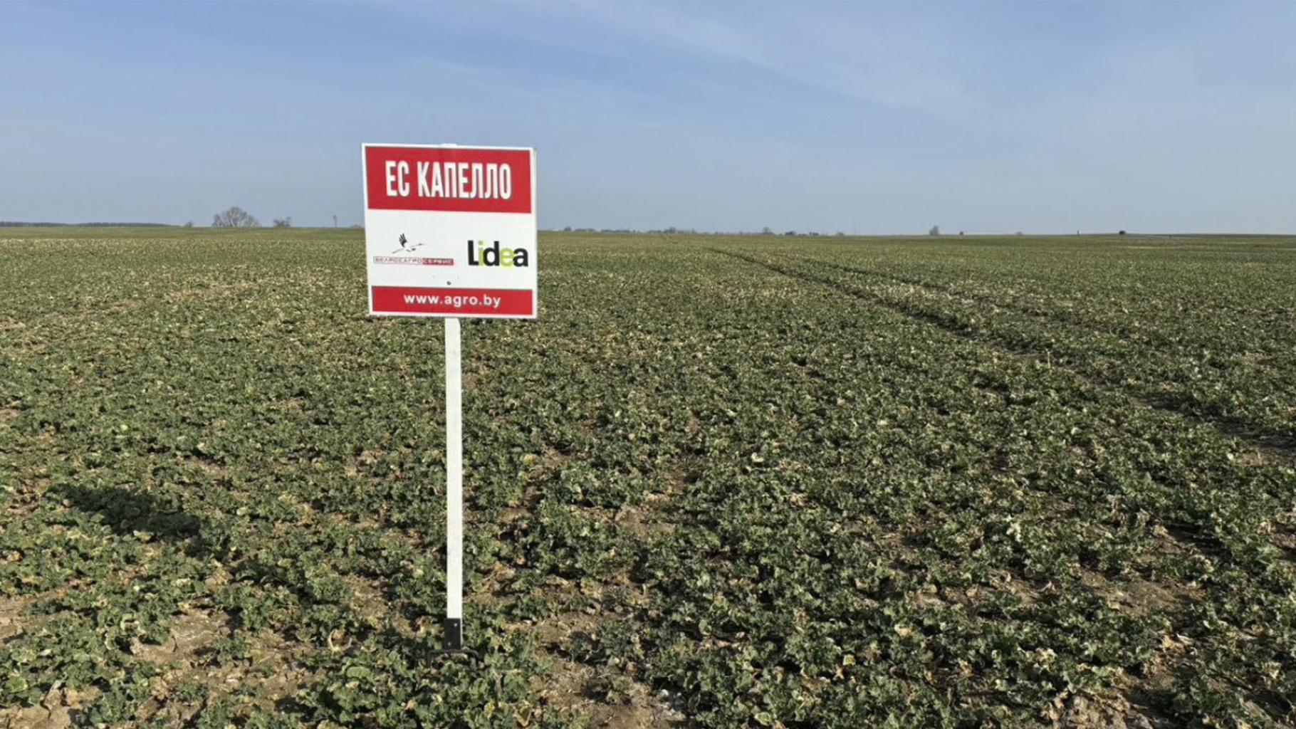 оз_рапс_1.jpg оз_рапс_1.jpg