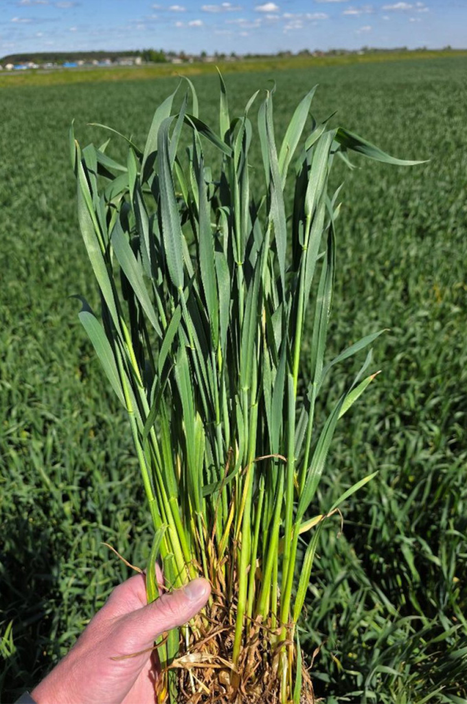 рекс плюс_1.jpg рекс плюс_1.jpg