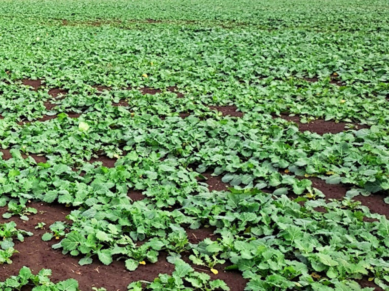 нопасаран_1.jpg нопасаран_1.jpg