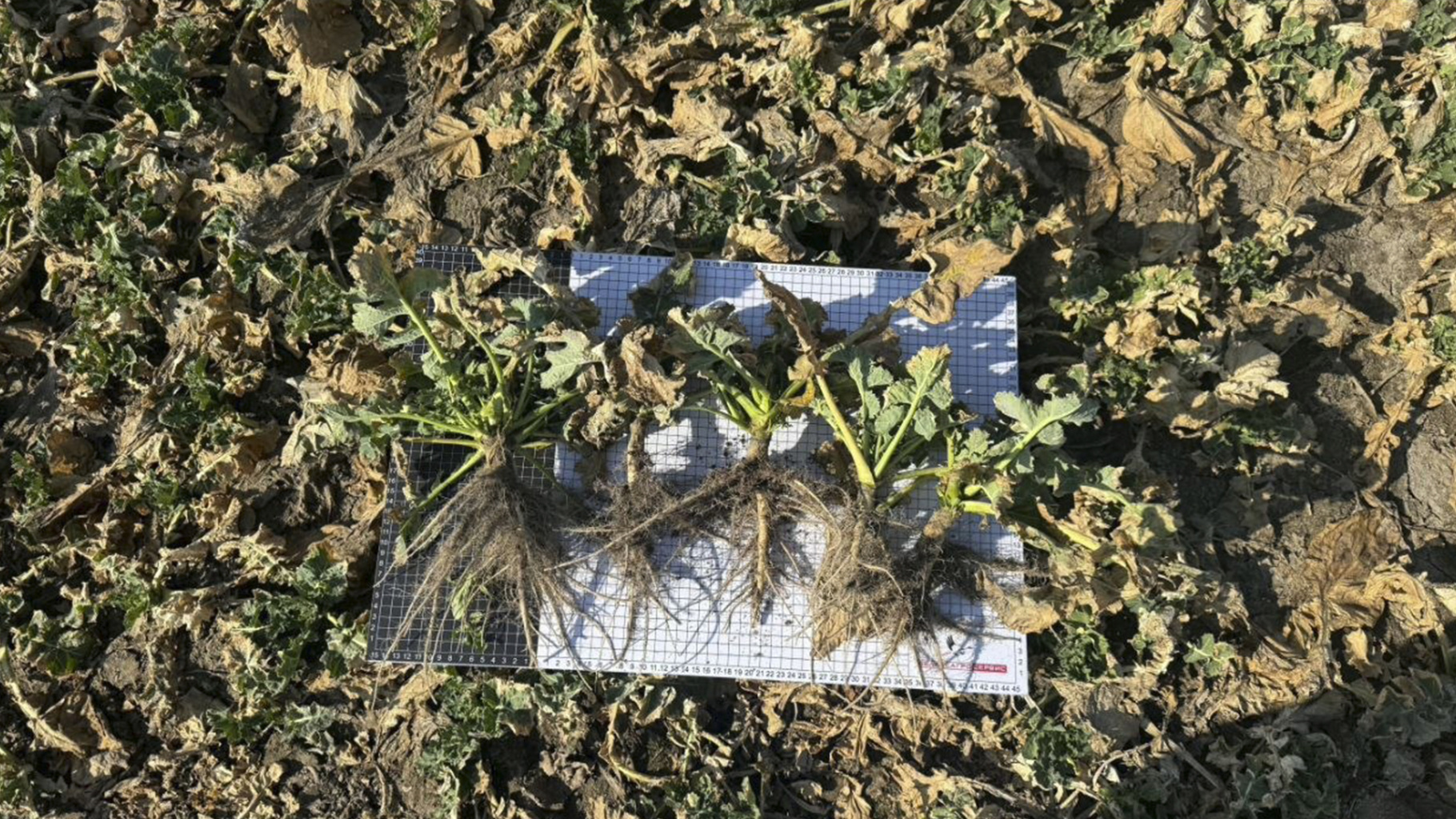 оз_рапс_2.jpg оз_рапс_2.jpg