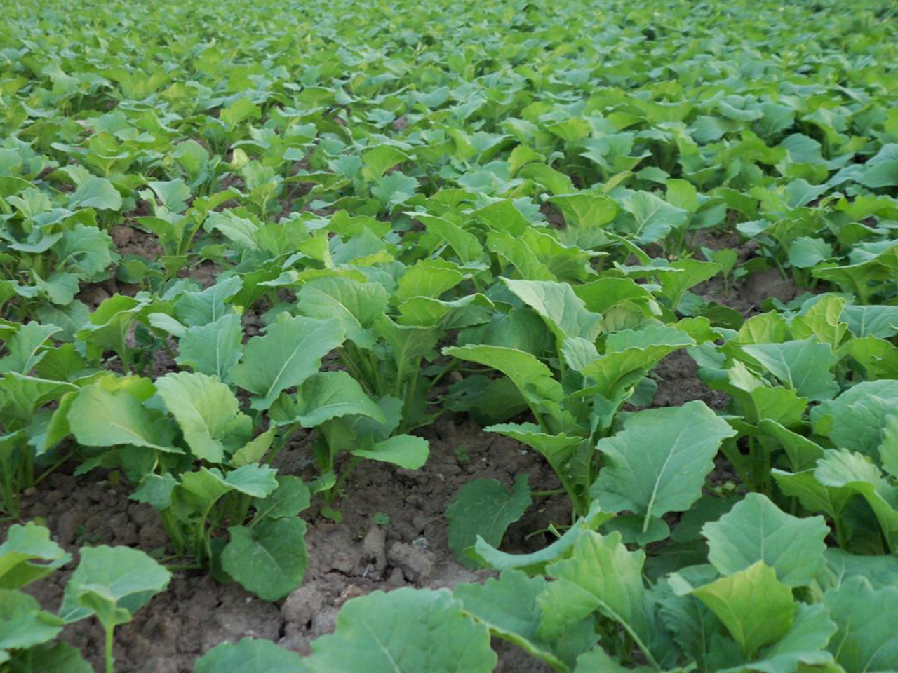 нопасаран_2.jpg нопасаран_2.jpg